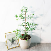 小葉桉 | 稀有的尤加利的品種 | 葉片為橢圓尖狀 | 陽光植物