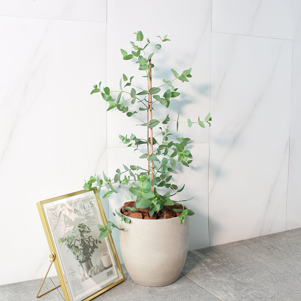 小葉桉 | 稀有的尤加利的品種 | 葉片為橢圓尖狀 | 陽光植物