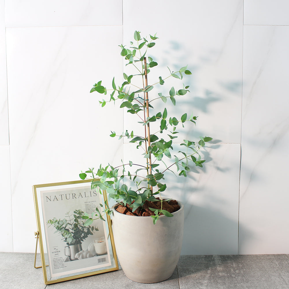 小葉桉 | 稀有的尤加利的品種 | 葉片為橢圓尖狀 | 陽光植物