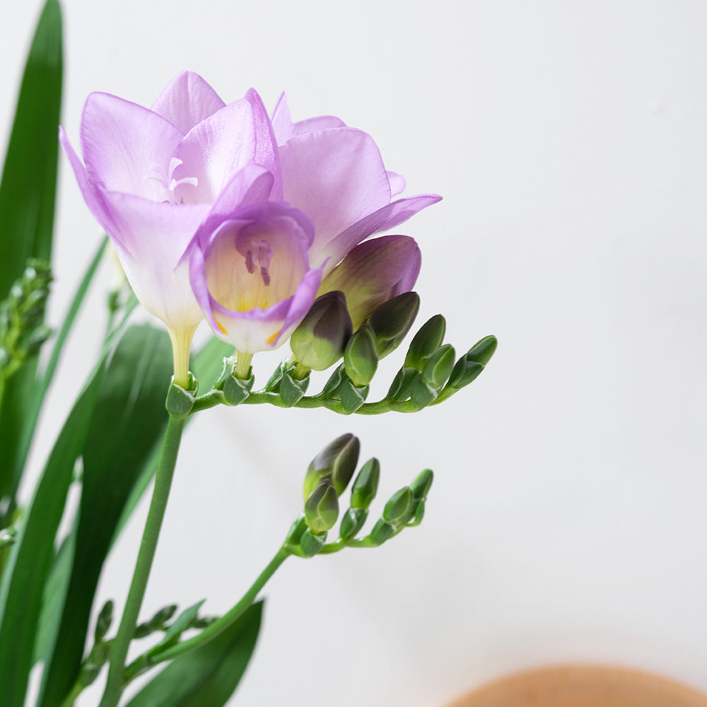 小蒼蘭盆栽 | 冬季香花與療癒香氛 | 森林有塊田