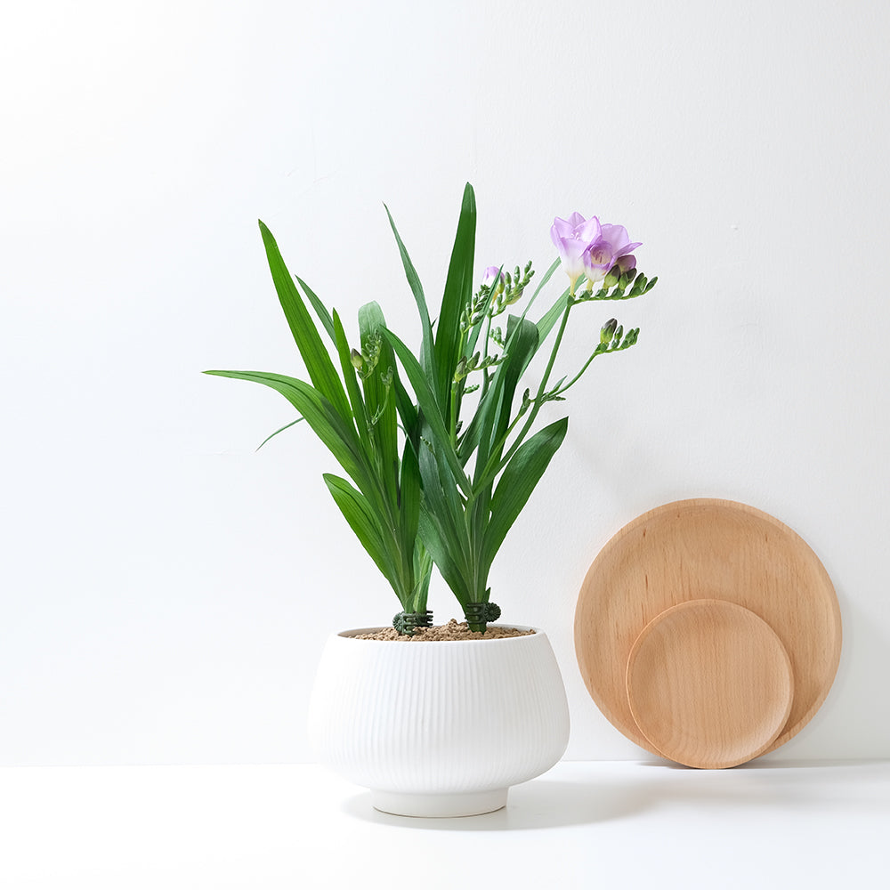 小蒼蘭盆栽 | 冬季香花與療癒香氛 | 森林有塊田