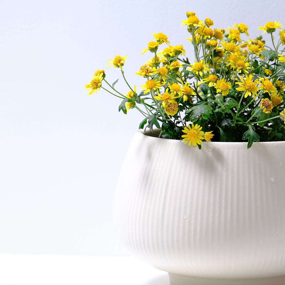 油菊 | 阿里山油菊 | 食用花 | 陽光植物