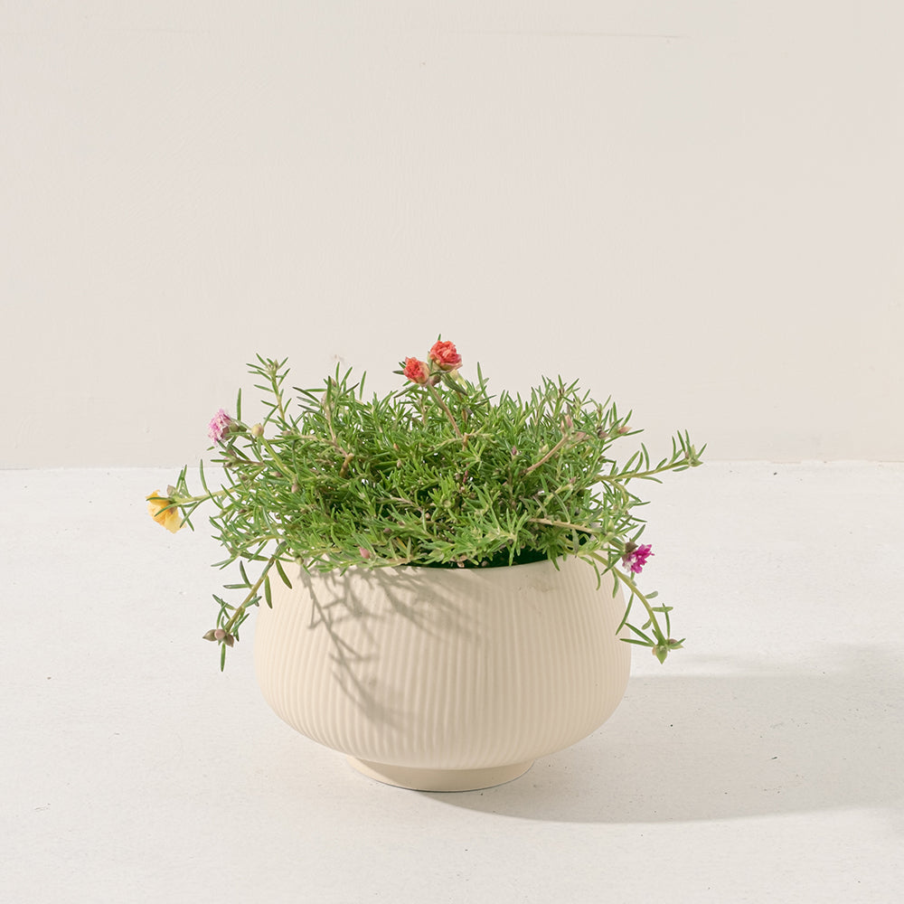 松葉牡丹 | 現貨為混和色 | 以白色、粉色系為主 | 陽光植物