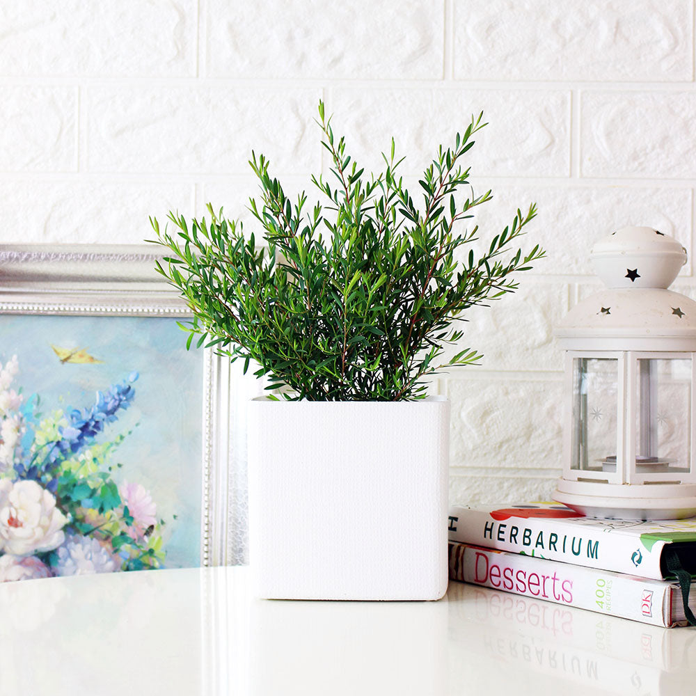 棉花糖茶樹盆栽 | 紫色蜂蜜茶樹 | 陽光植物