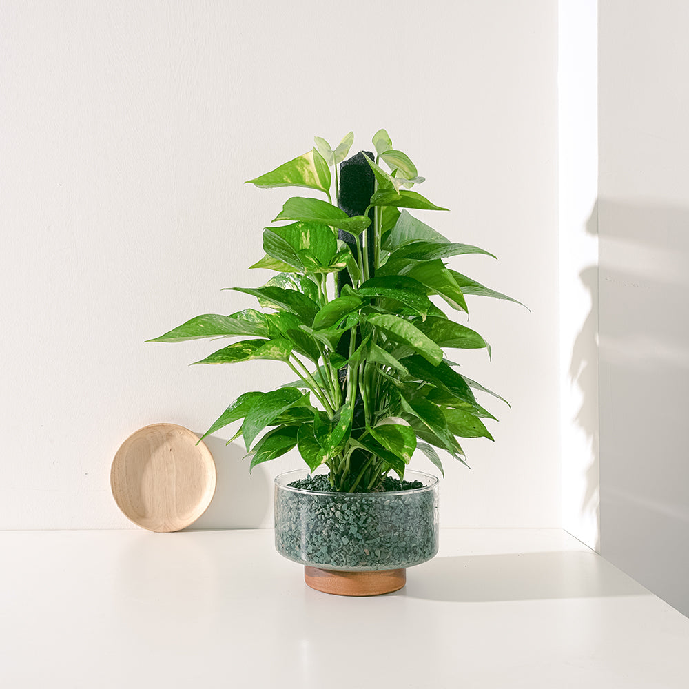 黃金葛盆栽 | 綠蘿 | 水耕|無土栽培 | 廁所OK | 室內植物