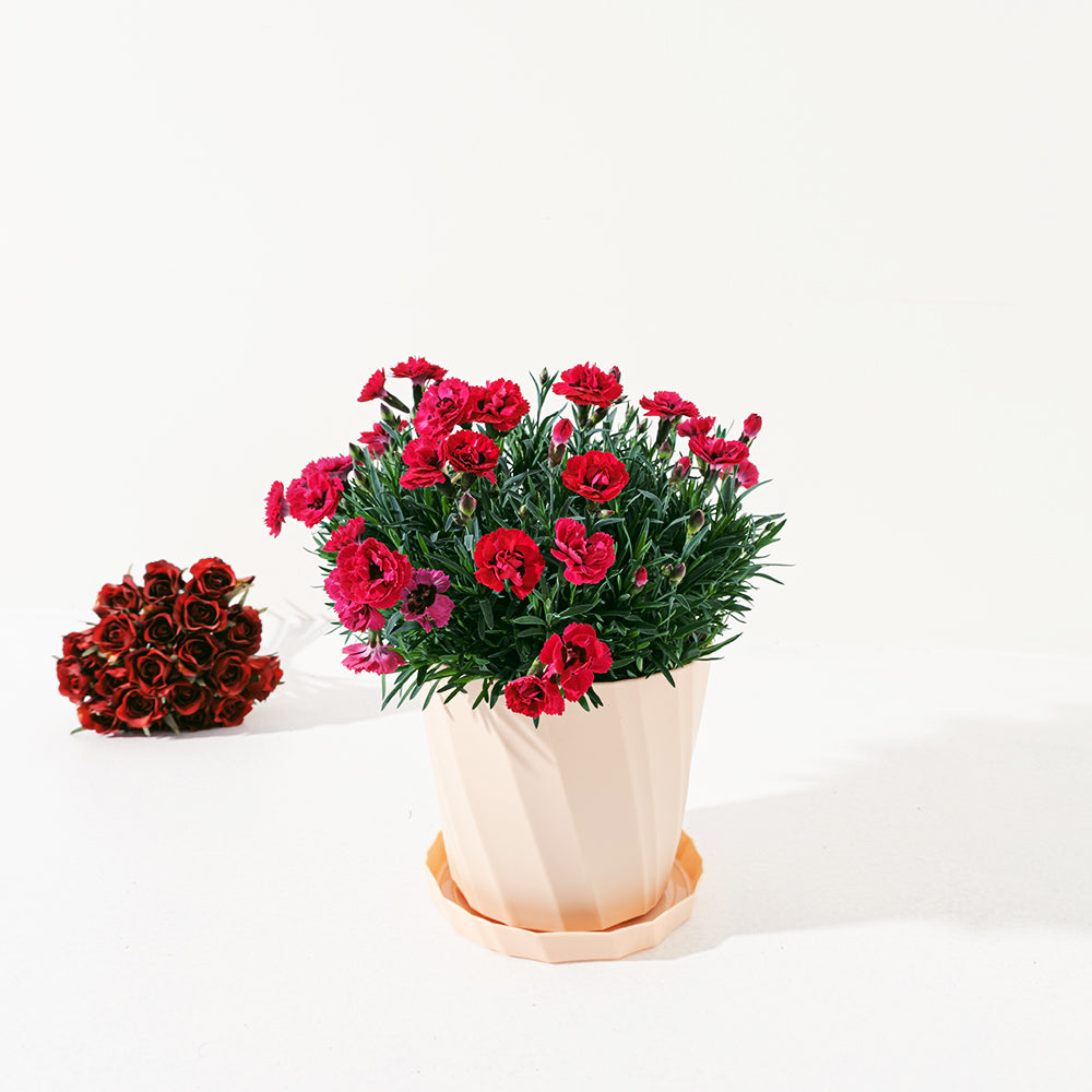 康乃馨 | 神聖之花 | 食用花 | 母親節花卉 | 陽光植物