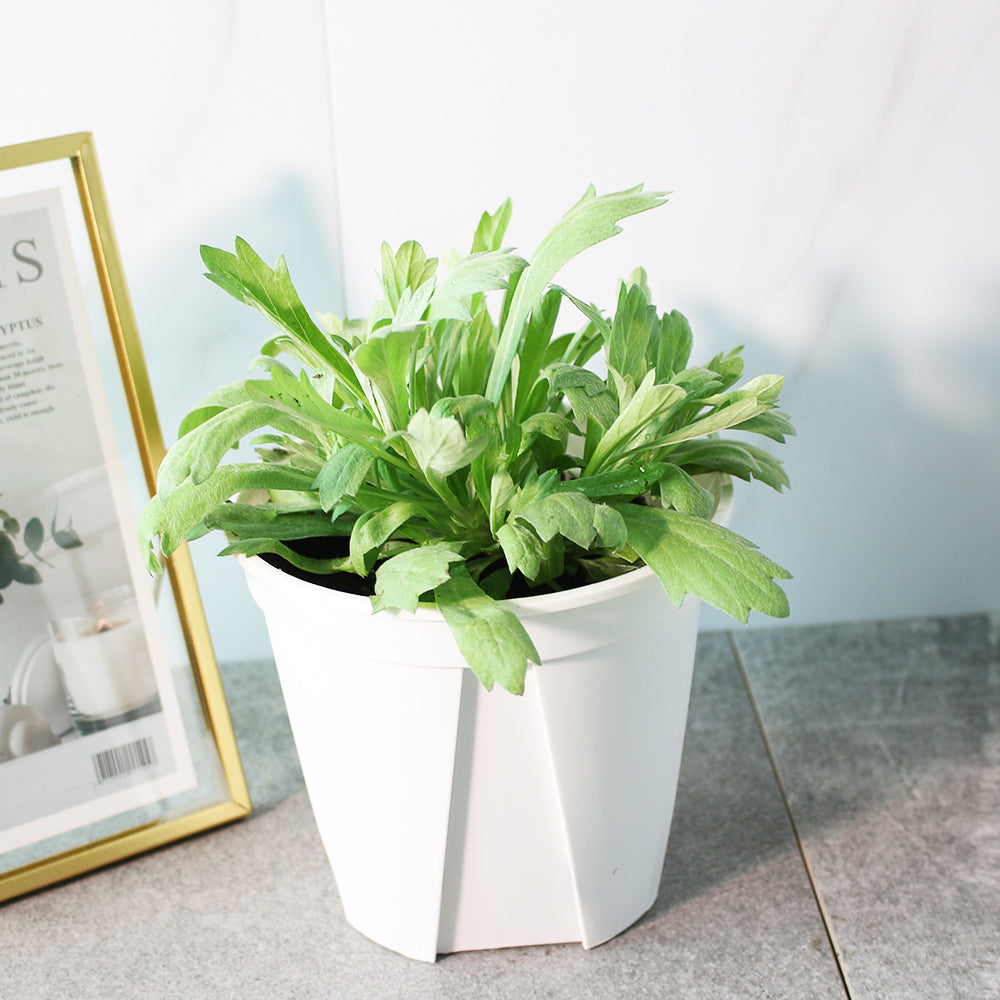 白鼠尾草 | 銀艾 | 加州植物 | 淨化空間 | 陽光植物