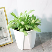 白鼠尾草 | 銀艾 | 加州植物 | 淨化空間 | 陽光植物