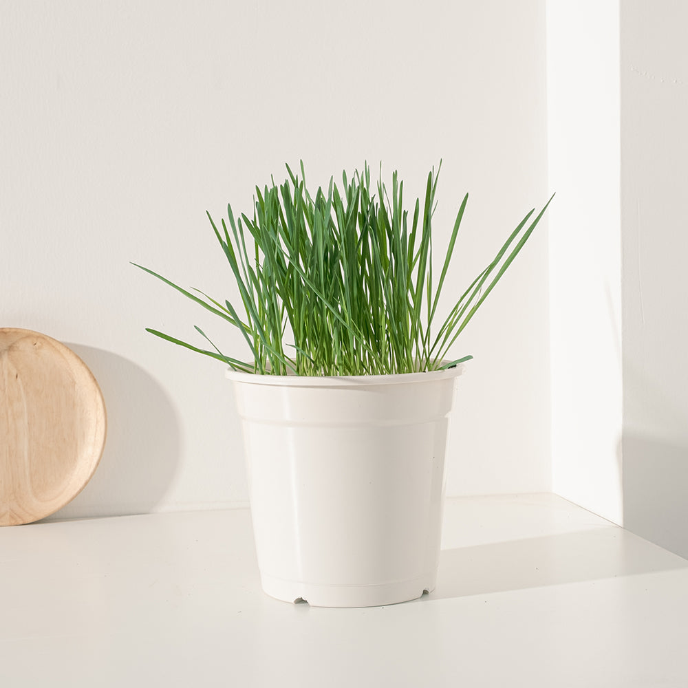 黑燕麥 | 頂級貓草 | 豐富的維他命與礦物質 | 貓、狗、鼠、兔、鳥、烏龜皆可 | 陽光植物