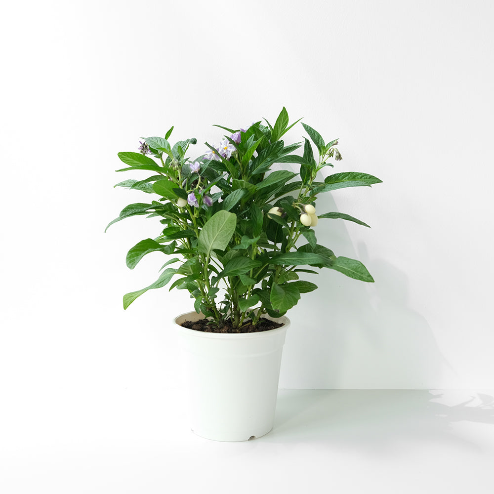 人參果 | 果實可以食用 | 香瓜茄 | 蜜瓜梨 | 陽光植物 | 目前無果實