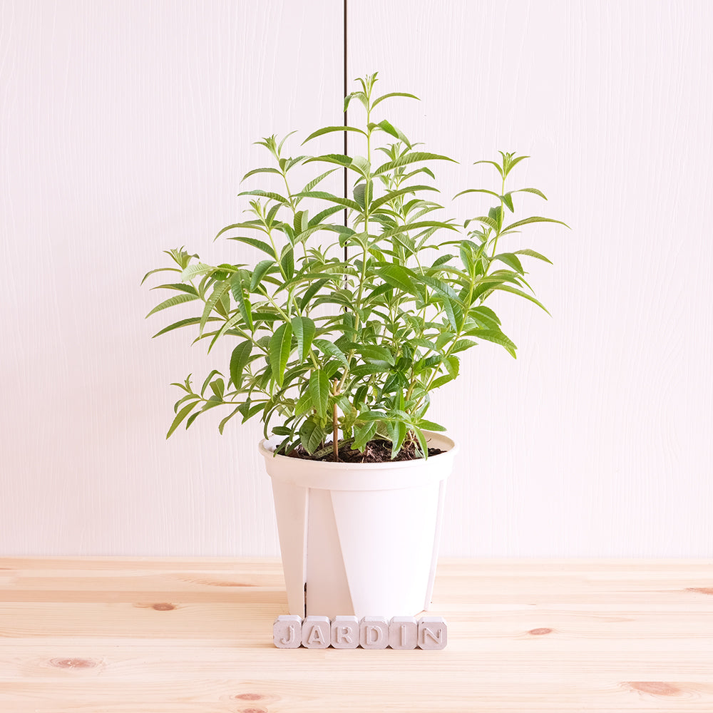 檸檬馬鞭草 | 檸檬與柑橘的香氣 | 很棒的單品香草茶 | 陽光植物