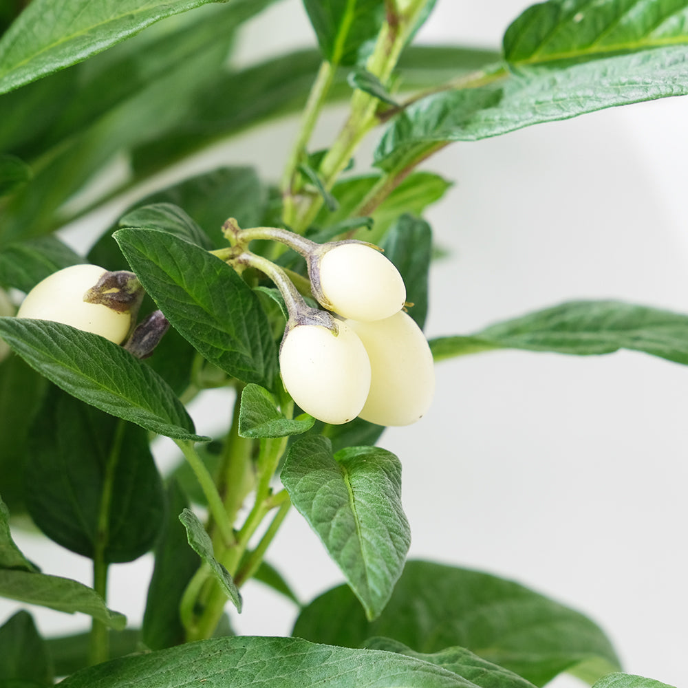 人參果 | 果實可以食用 | 香瓜茄 | 蜜瓜梨 | 陽光植物 | 目前無果實