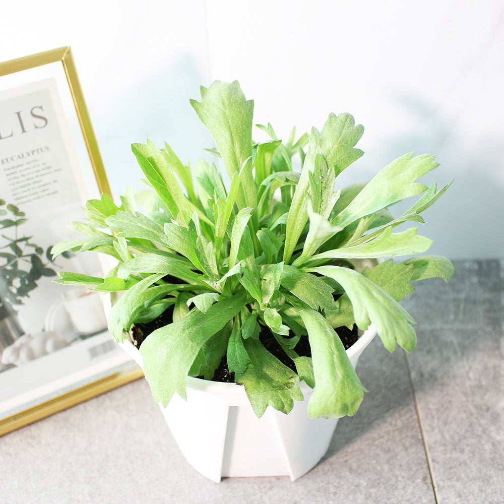 白鼠尾草 | 銀艾 | 加州植物 | 淨化空間 | 陽光植物