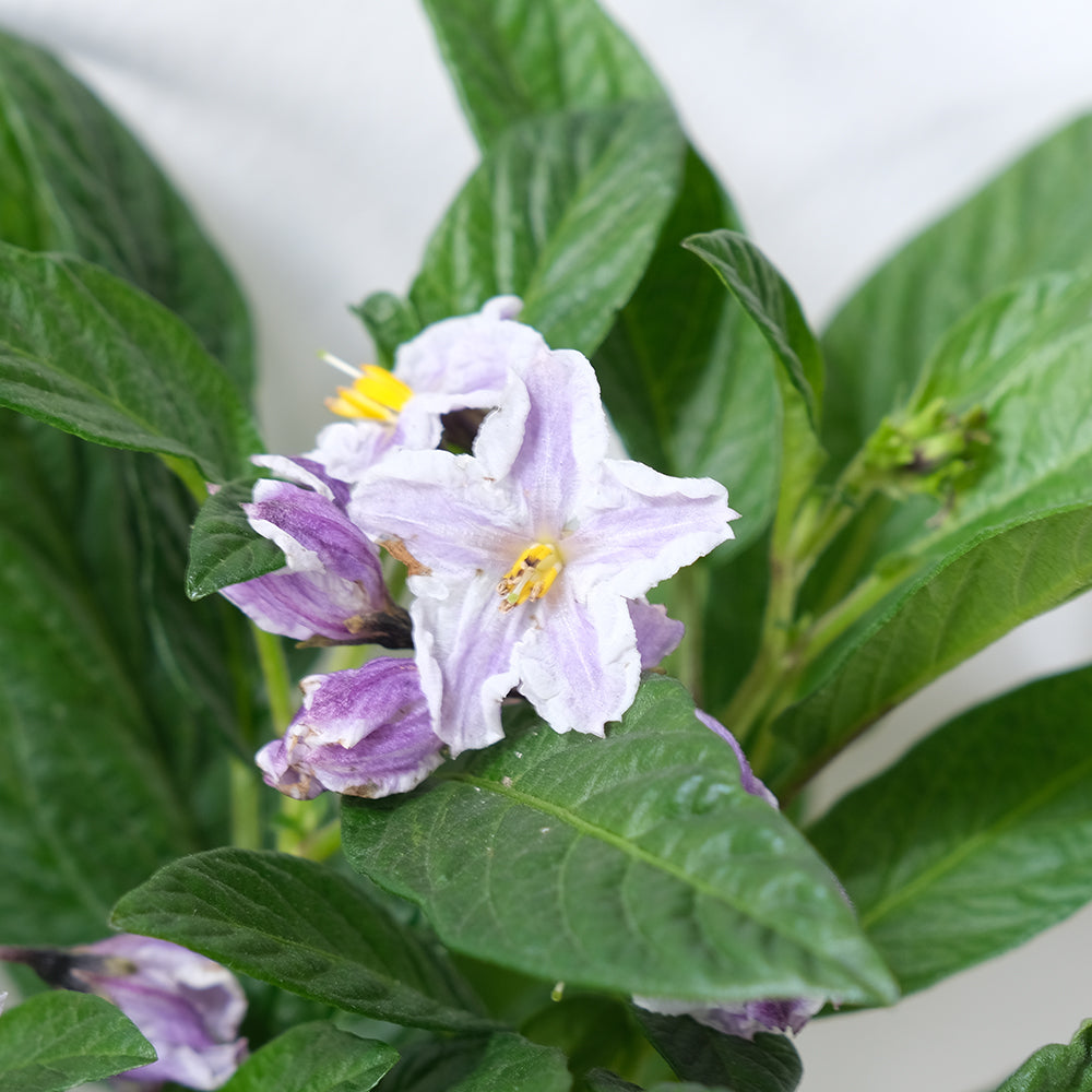 人參果 | 果實可以食用 | 香瓜茄 | 蜜瓜梨 | 陽光植物 | 目前無果實