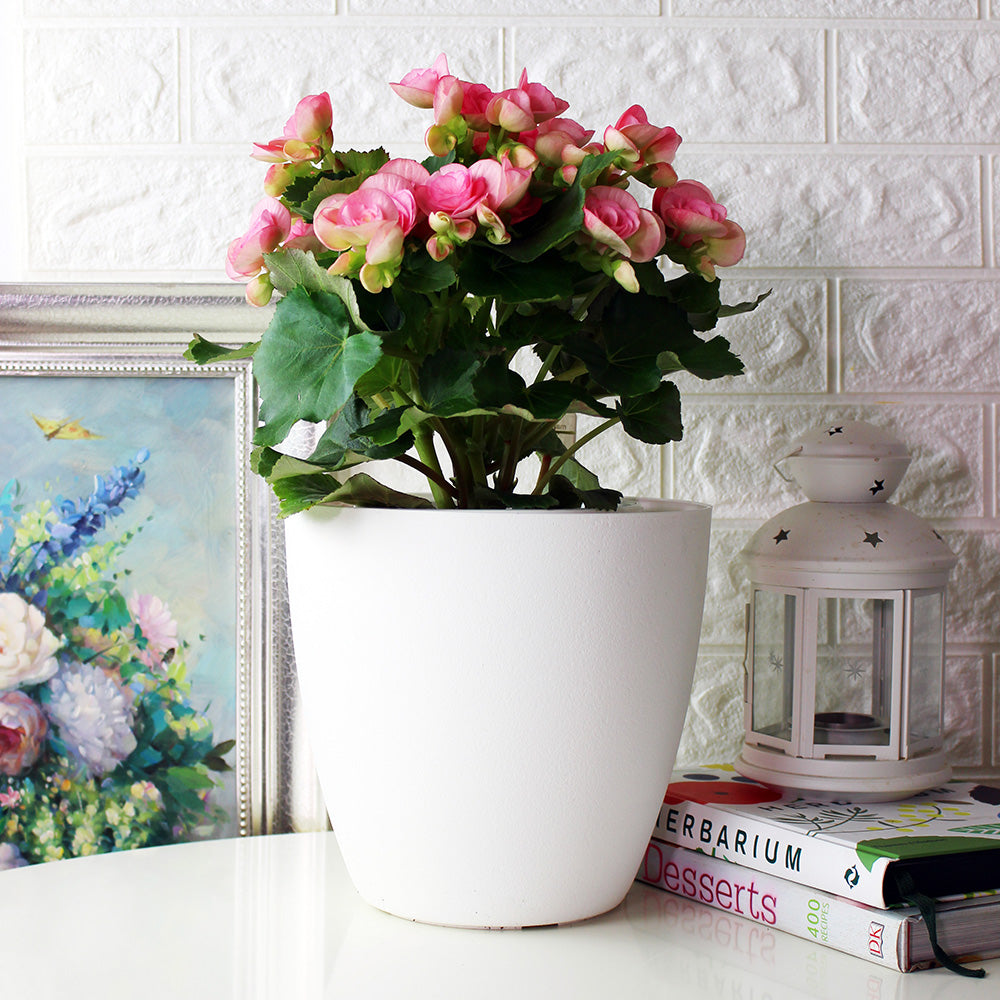 麗格海棠 | 開花量大 | 玫瑰海棠|陽光植物|花色隨機出貨