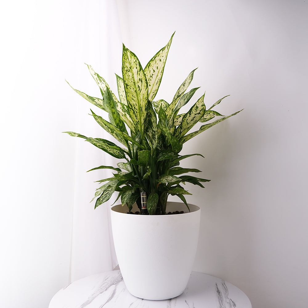 黃金寶玉粗肋草 | 瘦長的外型 | 室內植物