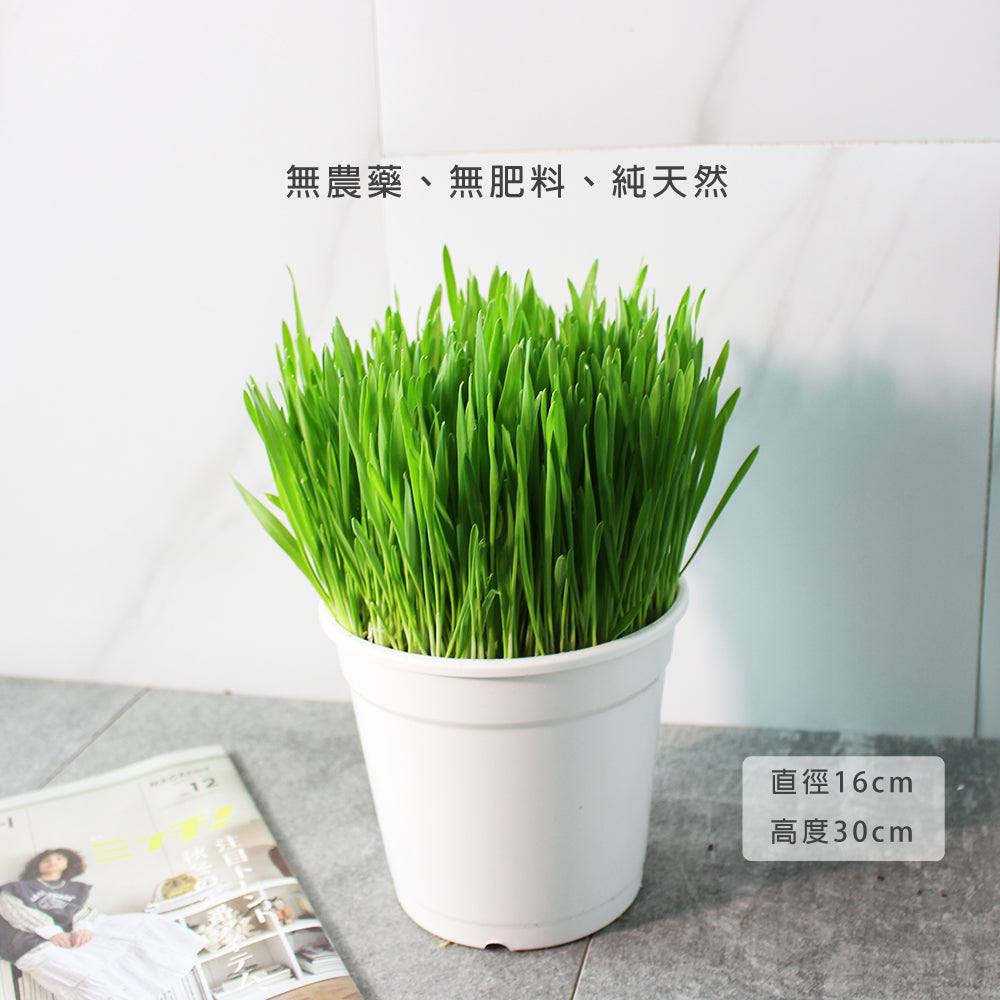 貓草 | 大麥草 | 純天然栽培 | 沒有使用肥料與農藥 | 陽光植物