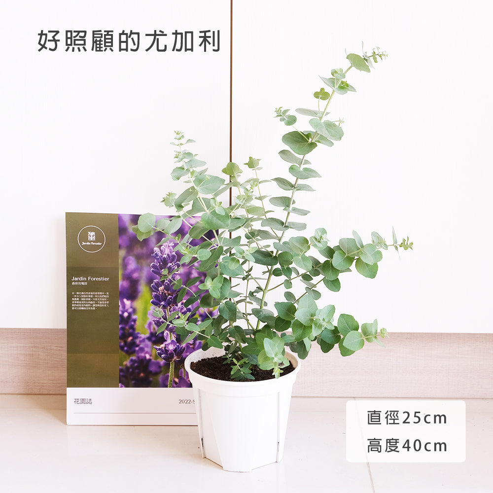 蘋果桉 | 尤加利的香氣 | 蘋果尤加利 | 陽光植物
