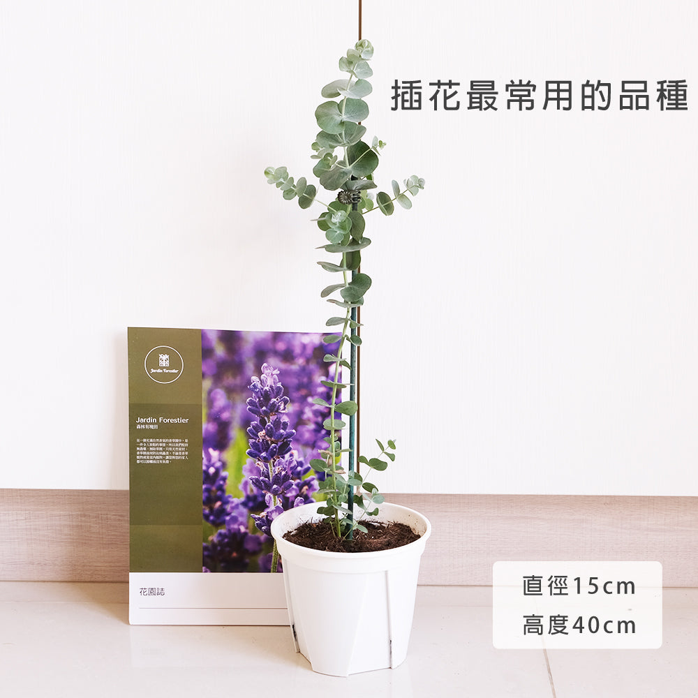 銀葉桉 | 圓葉尤加利 | 長大的葉片為銀色 | 銀元桉樹 | 陽光植物