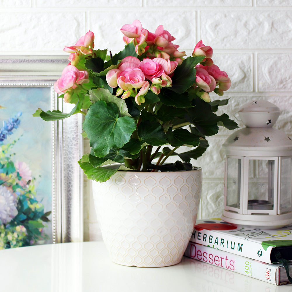 麗格海棠 | 開花量大 | 玫瑰海棠|陽光植物|花色隨機出貨