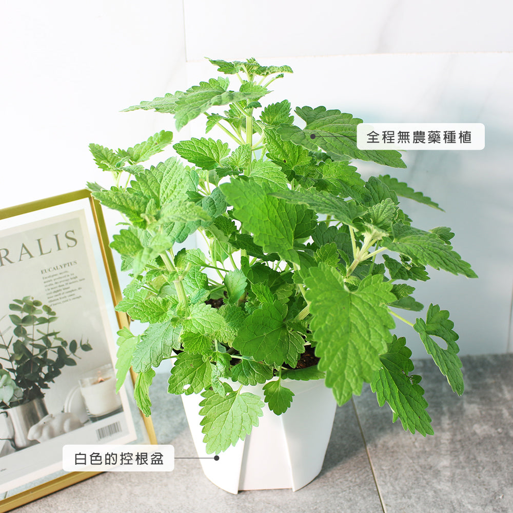 檸檬貓薄荷 | 帶點檸檬味|貓荊芥|貓咪最愛|花和葉都可泡茶|陽光植物