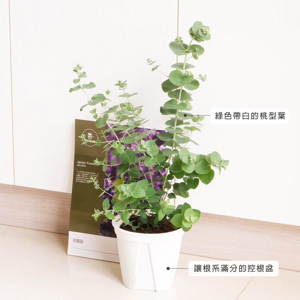 蘋果桉 | 尤加利的香氣 | 蘋果尤加利 | 陽光植物