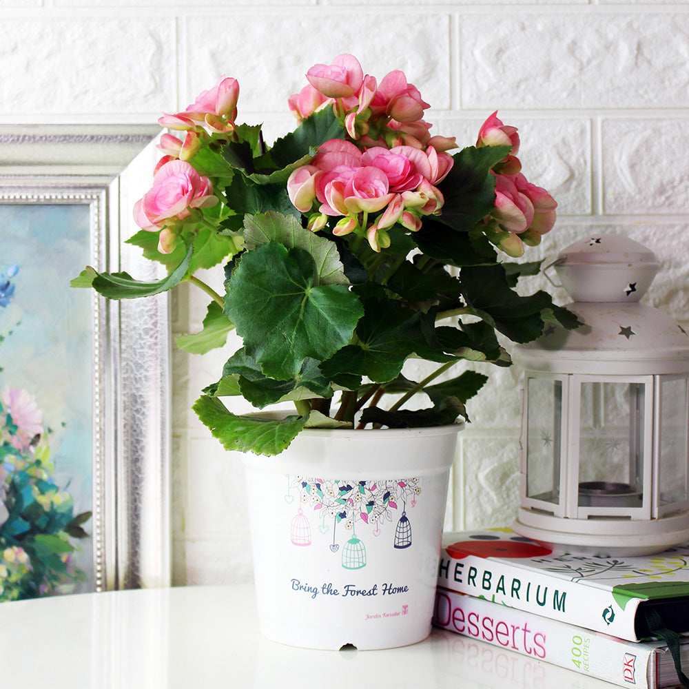 麗格海棠 | 開花量大 | 玫瑰海棠|陽光植物|花色隨機出貨