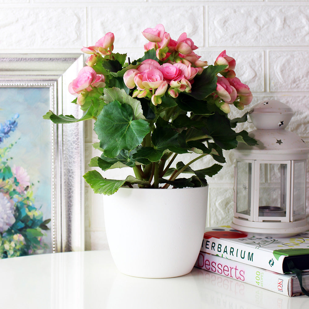 麗格海棠 | 開花量大 | 玫瑰海棠|陽光植物|花色隨機出貨