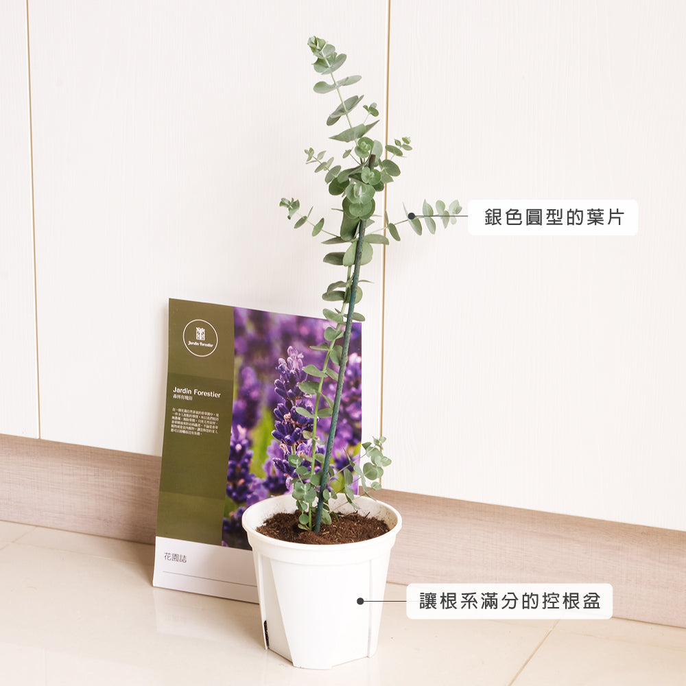 銀葉桉 | 圓葉尤加利 | 長大的葉片為銀色 | 銀元桉樹 | 陽光植物