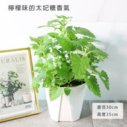 檸檬貓薄荷 | 帶點檸檬味|貓荊芥|貓咪最愛|花和葉都可泡茶|陽光植物