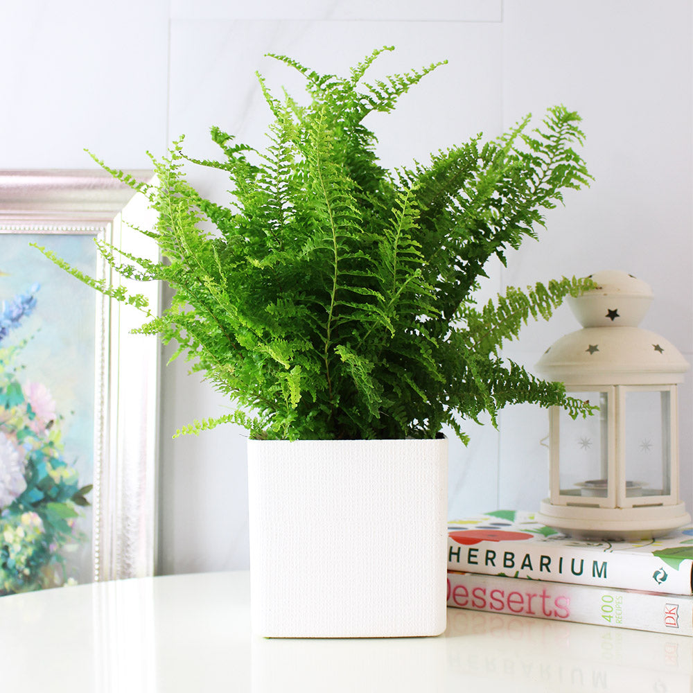 波士頓腎蕨 | 蕨類植物 | 室內植物 | 淨化甲醛