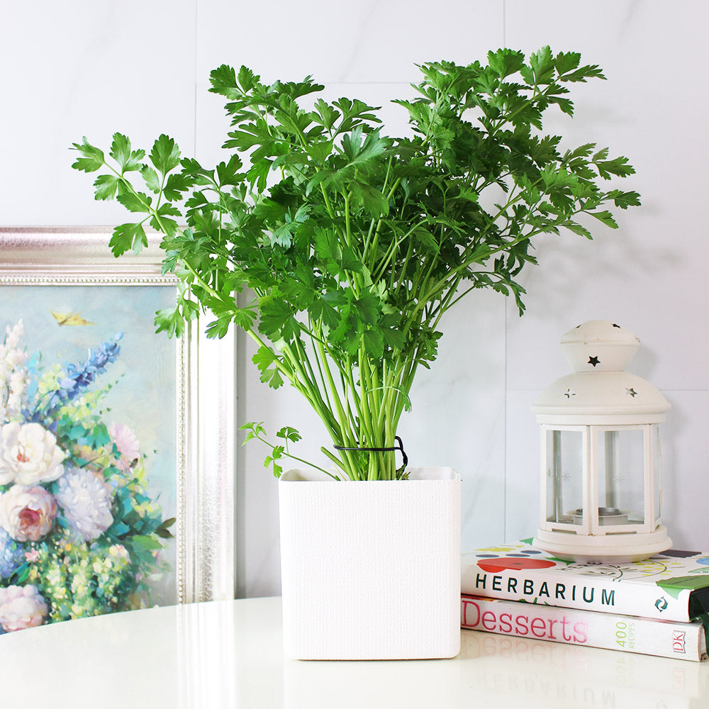 義大利歐芹 | 義大利麵的絕配 | 平葉歐芹 | 擺盤、調味都可以 | 陽光植物