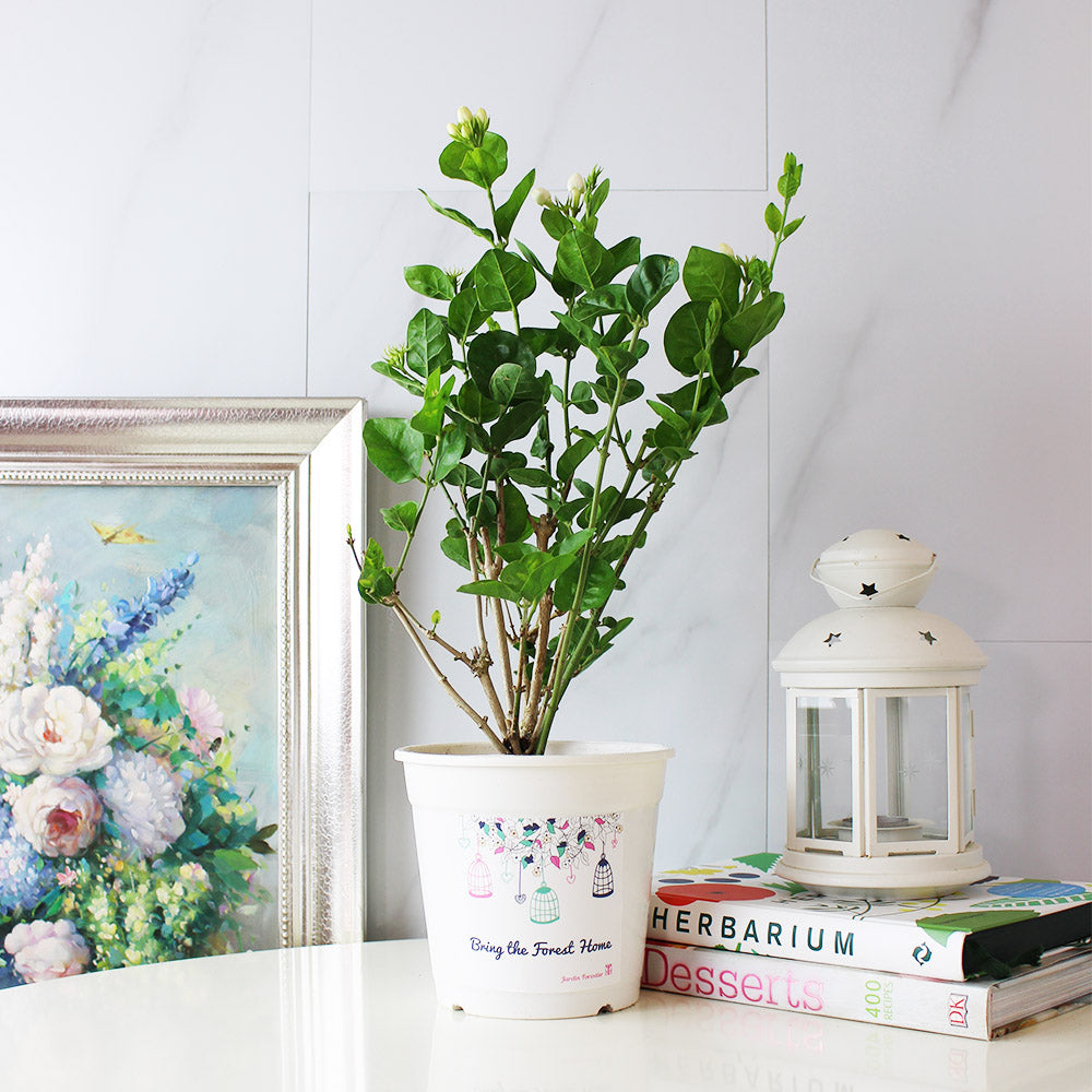 茉莉盆栽|食用花|陽光植物