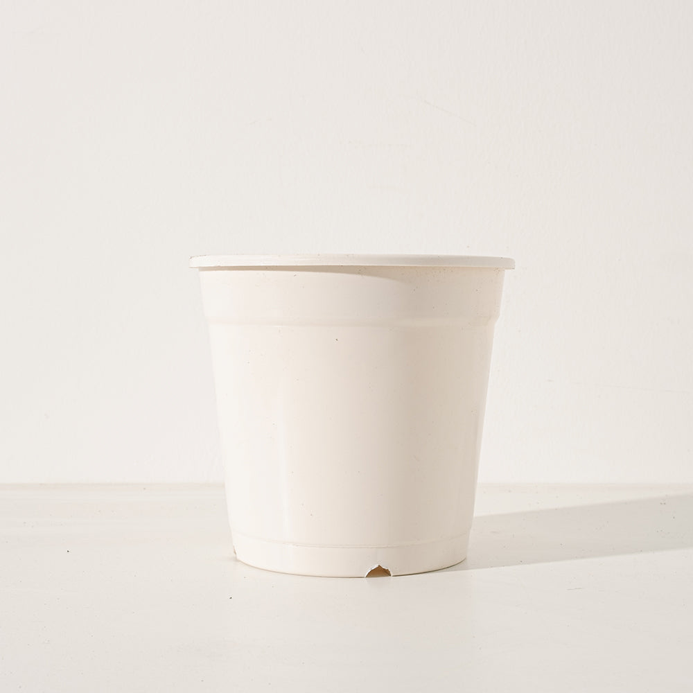 茱莉亞甜薄荷 | 清涼口感 | 最涼品種 | 陽光植物