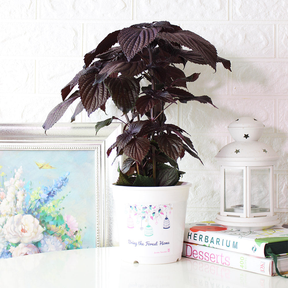 紫蘇 | 紫舒 | 耐強曬 | 陽光植物