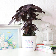 紫蘇 | 紫舒 | 耐強曬 | 陽光植物