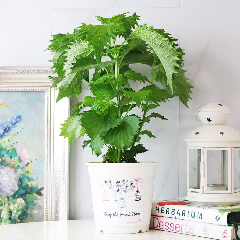 綠紫蘇|和生魚片、海膽絕配|包飯好吃 |陽光植物