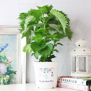 綠紫蘇|和生魚片、海膽絕配|包飯好吃 |陽光植物