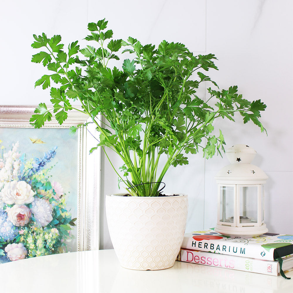 義大利歐芹 | 義大利麵的絕配 | 平葉歐芹 | 擺盤、調味都可以 | 陽光植物