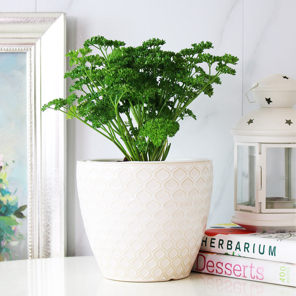 捲葉巴西里 | 荷蘭芹 | 皺葉巴西里 | 歐洲香菜