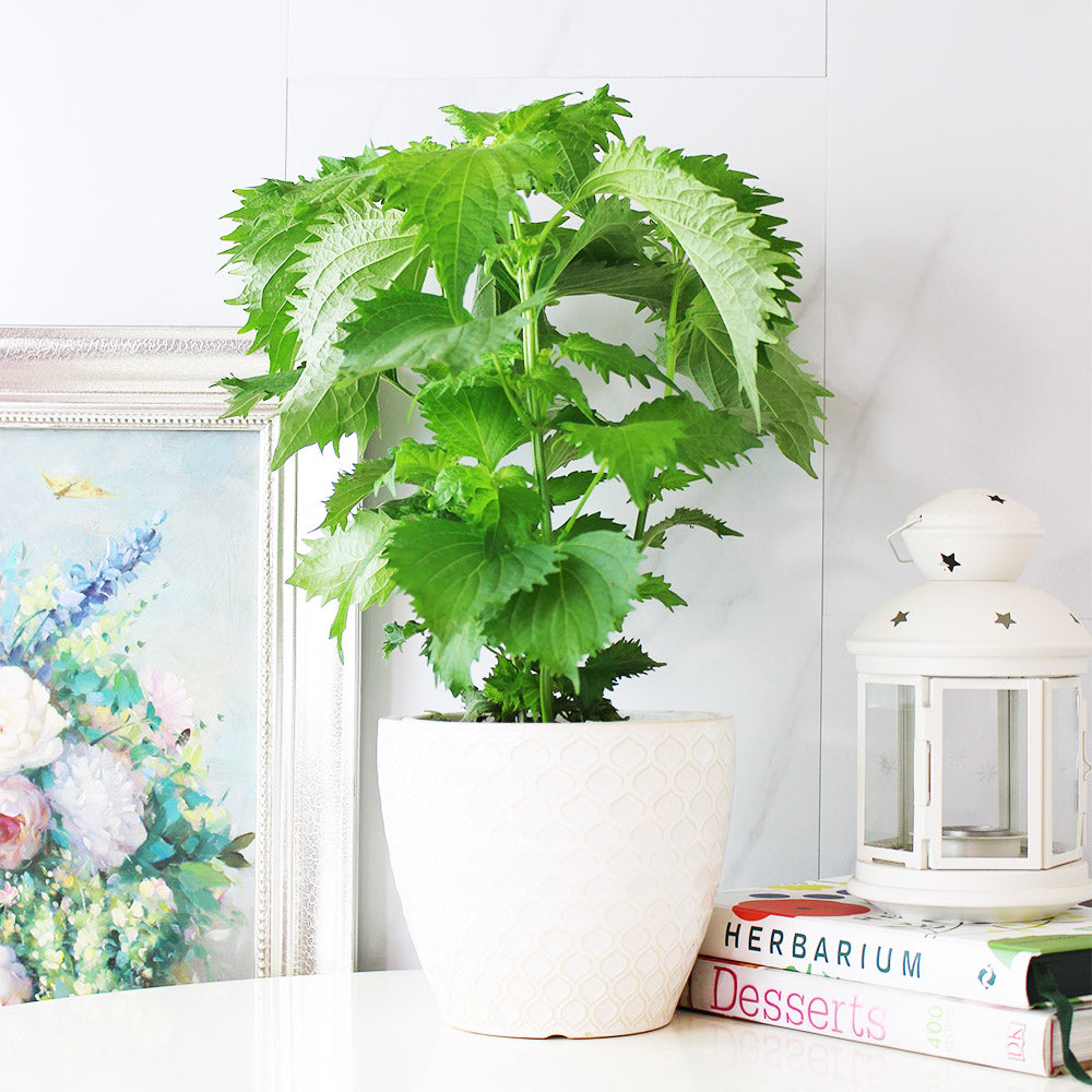 綠紫蘇|和生魚片、海膽絕配|包飯好吃 |陽光植物