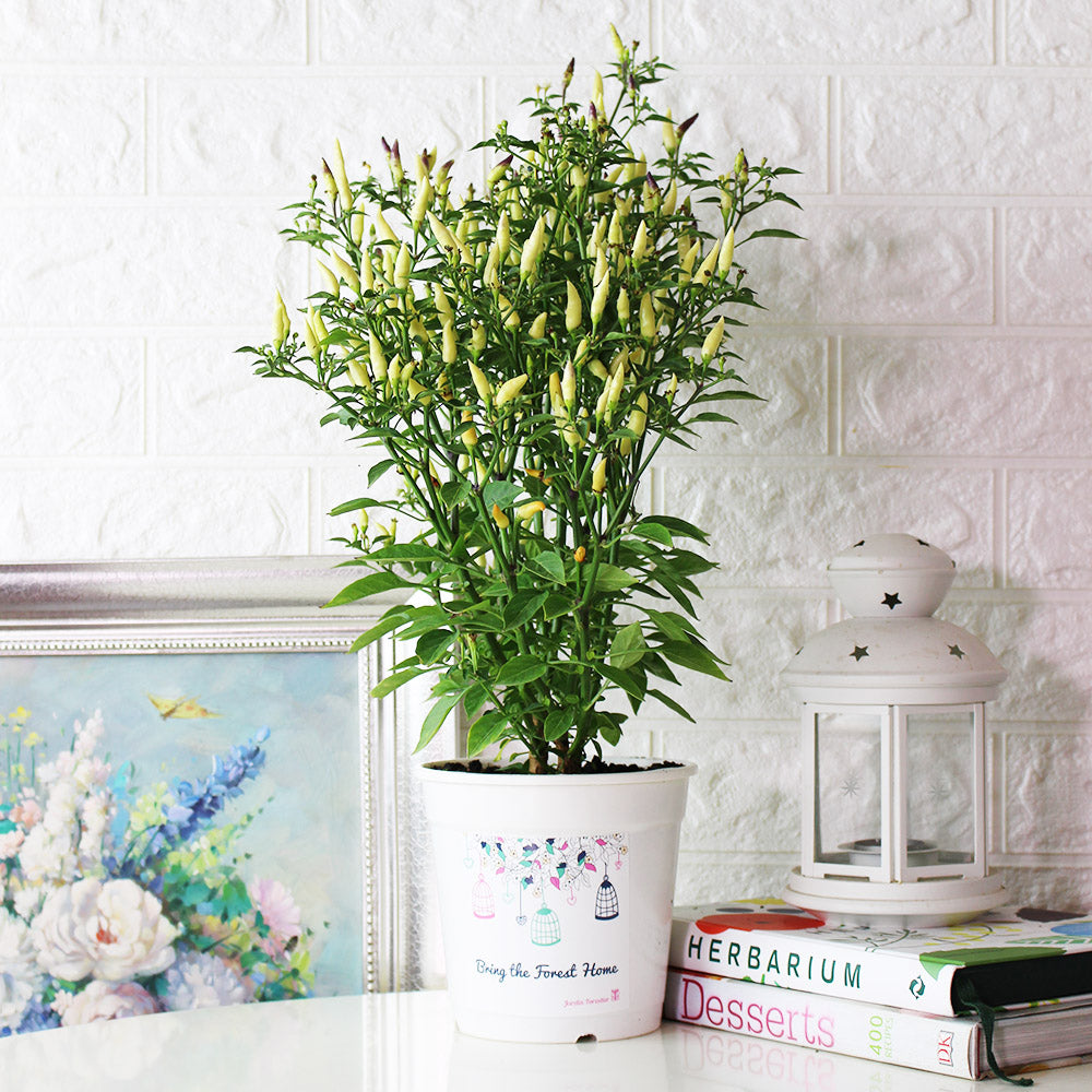 小槍辣椒 | 香氣很棒的辣椒 | 黃色、紅色的果實都可以食用 | 陽光植物