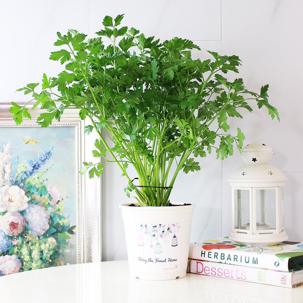 義大利歐芹 | 義大利麵的絕配 | 平葉歐芹 | 擺盤、調味都可以 | 陽光植物