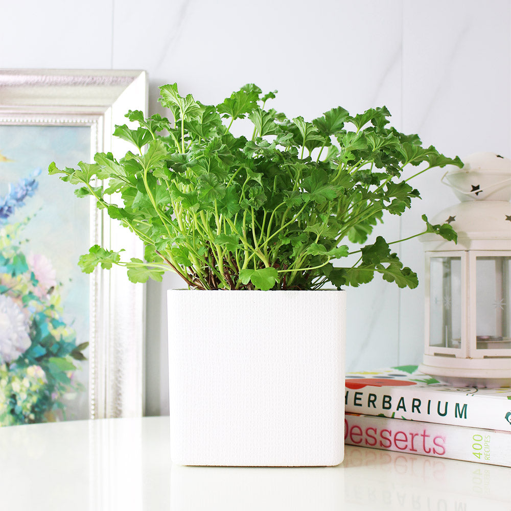 薰衣草天竺葵 | 容易開花 | 陽光植物