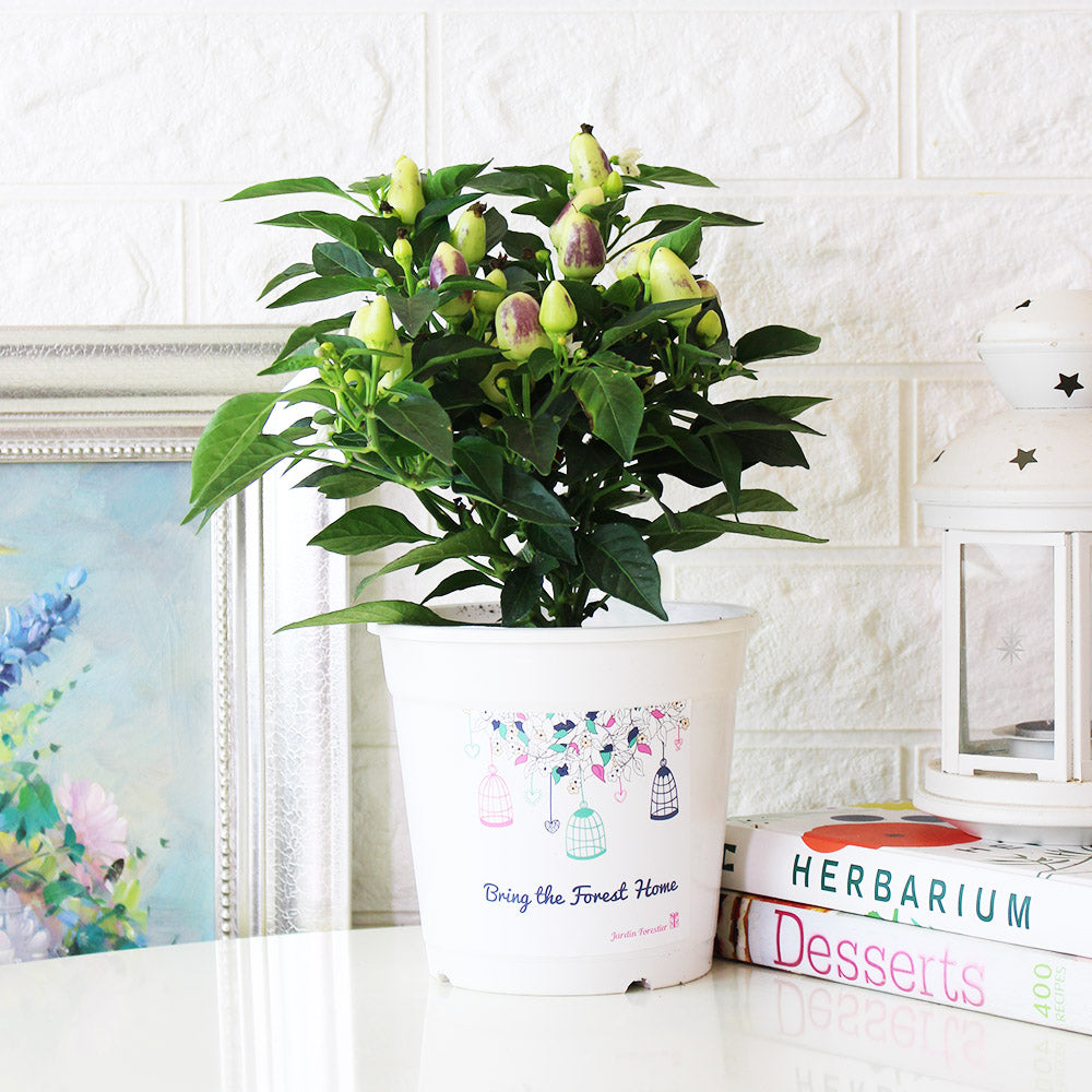 五彩辣椒 | 會辣 | 七彩辣椒 | 糖果辣椒 | 陽光植物