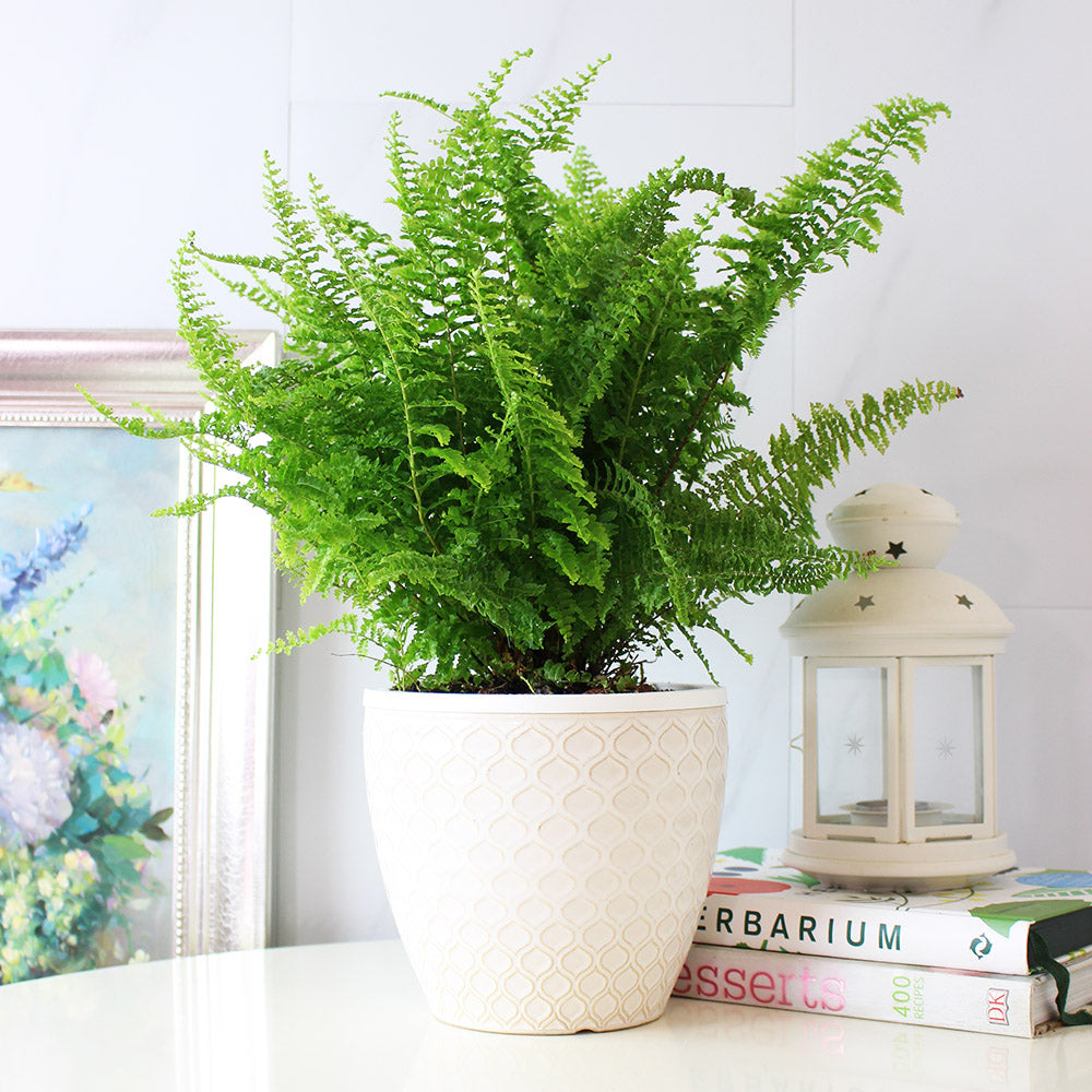 波士頓腎蕨 | 蕨類植物 | 室內植物 | 淨化甲醛