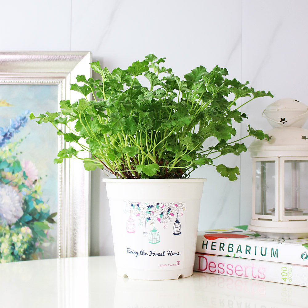 薰衣草天竺葵 | 容易開花 | 陽光植物