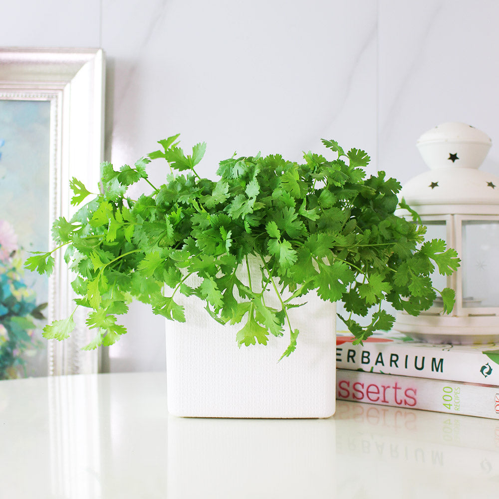 台灣香菜 | 富含維生素K和抗氧化劑,可抑制自由基 | 食用花 | 陽光植物