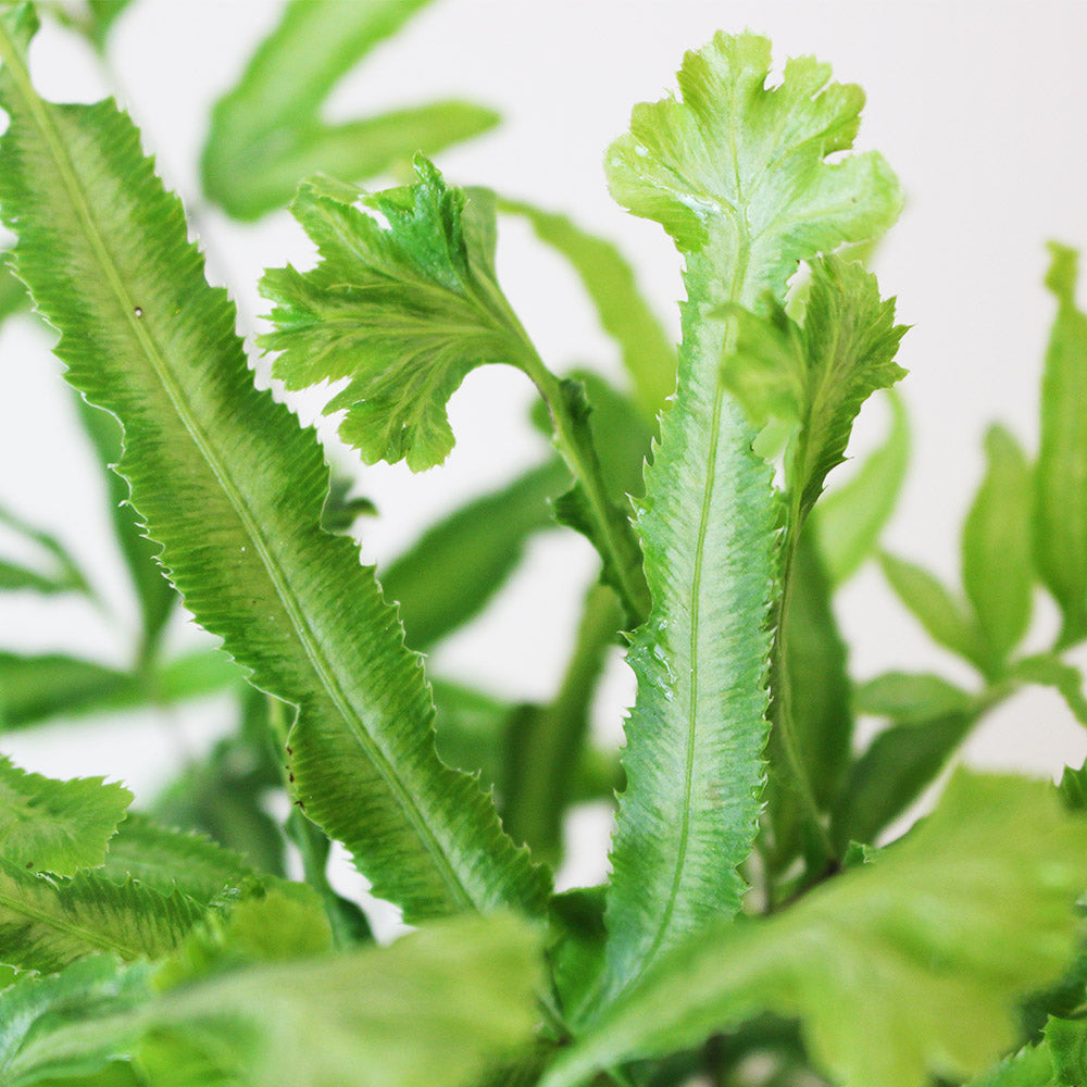 鳳尾蕨盆栽|蕨類植物|室內植物