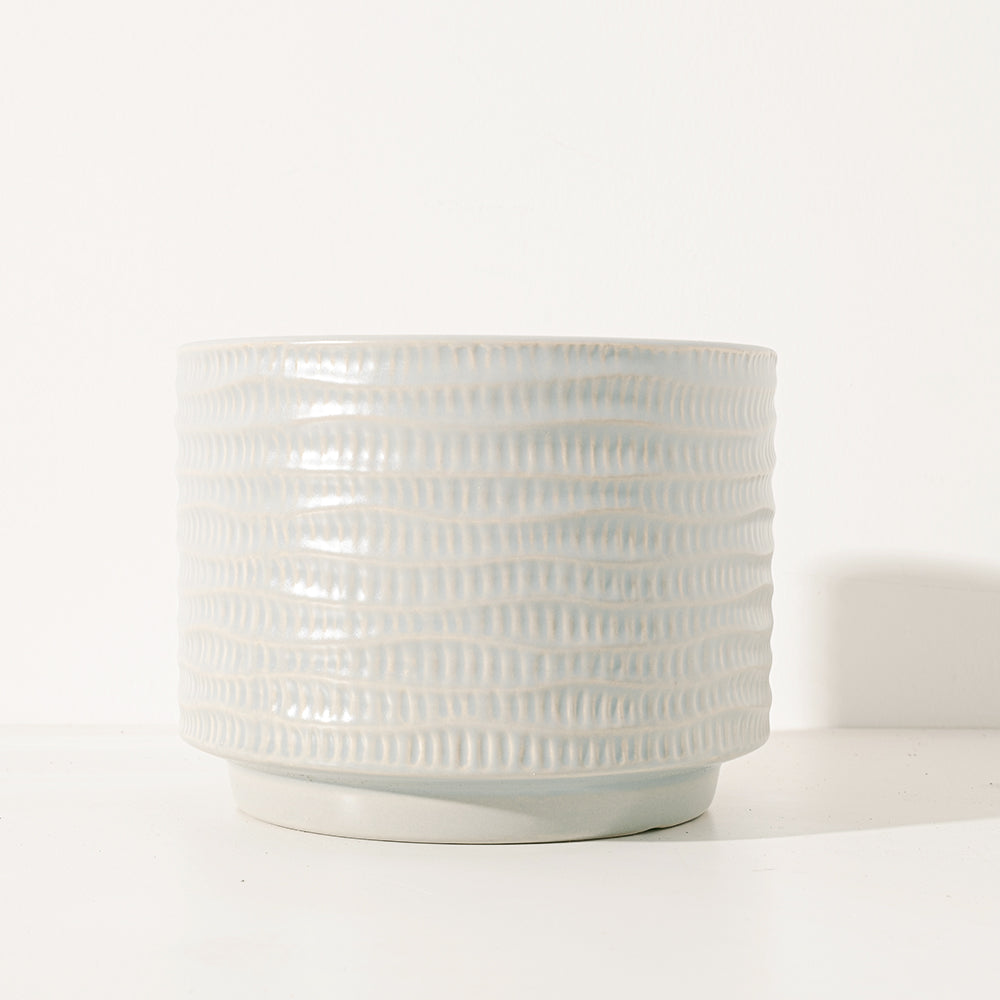 捲葉羽衣甘藍 | 營養滿分 | 陽光植物